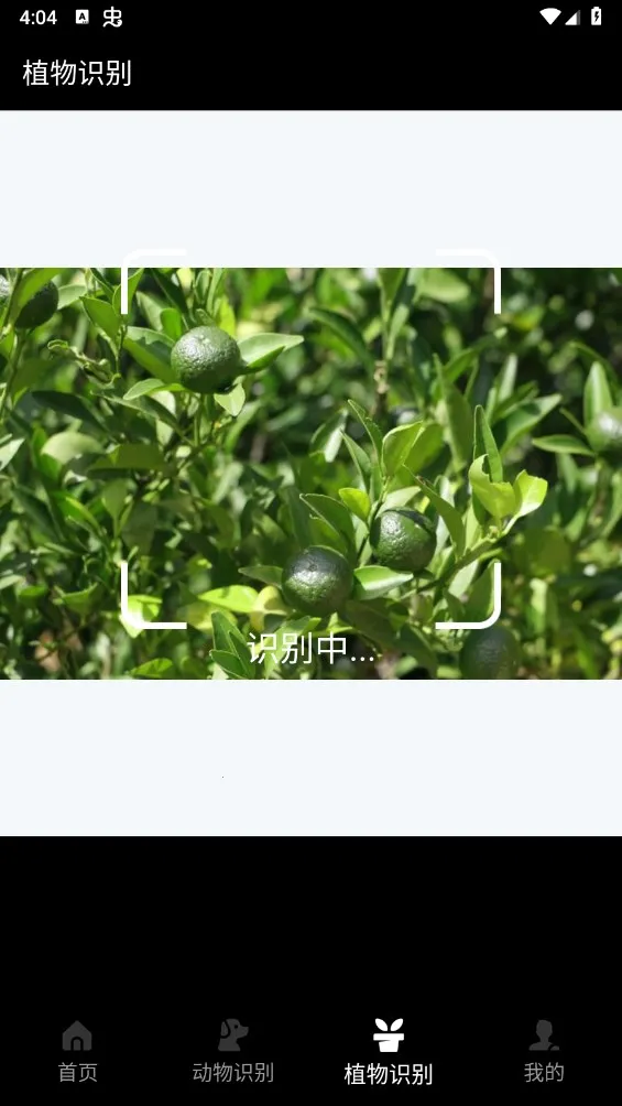 动物百科最新手机版 动物百科最新手机版