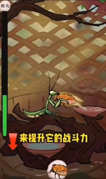 极品螳螂 极品螳螂