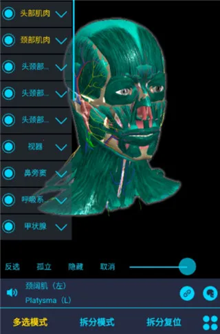 医维度解剖 医维度解剖