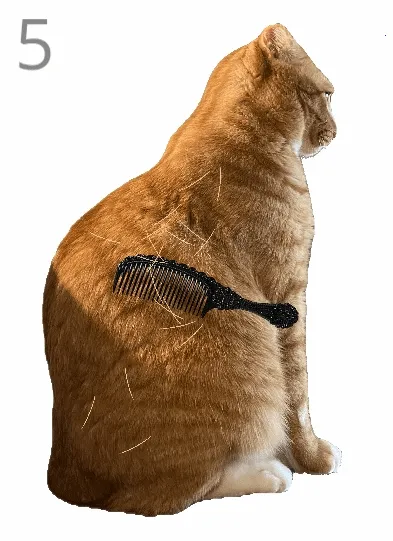 给猫梳毛2026最新版本 给猫梳毛2026最新版本