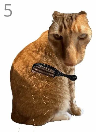 给猫梳毛2026最新版本 给猫梳毛2026最新版本